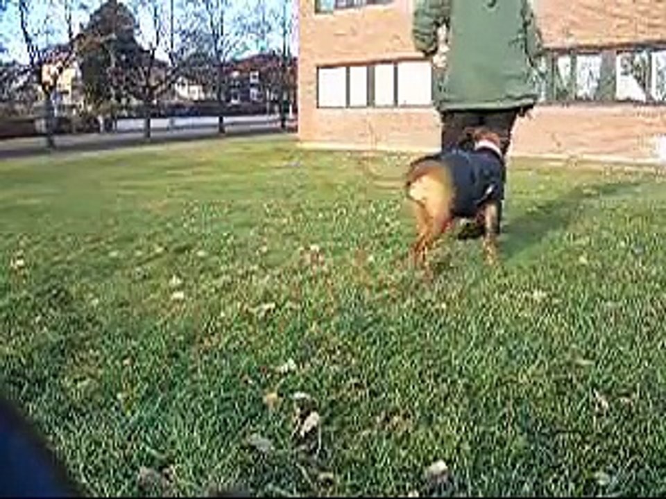 Kaisa - Loose Dog Distraction