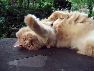 City Kitty loves the park! too much