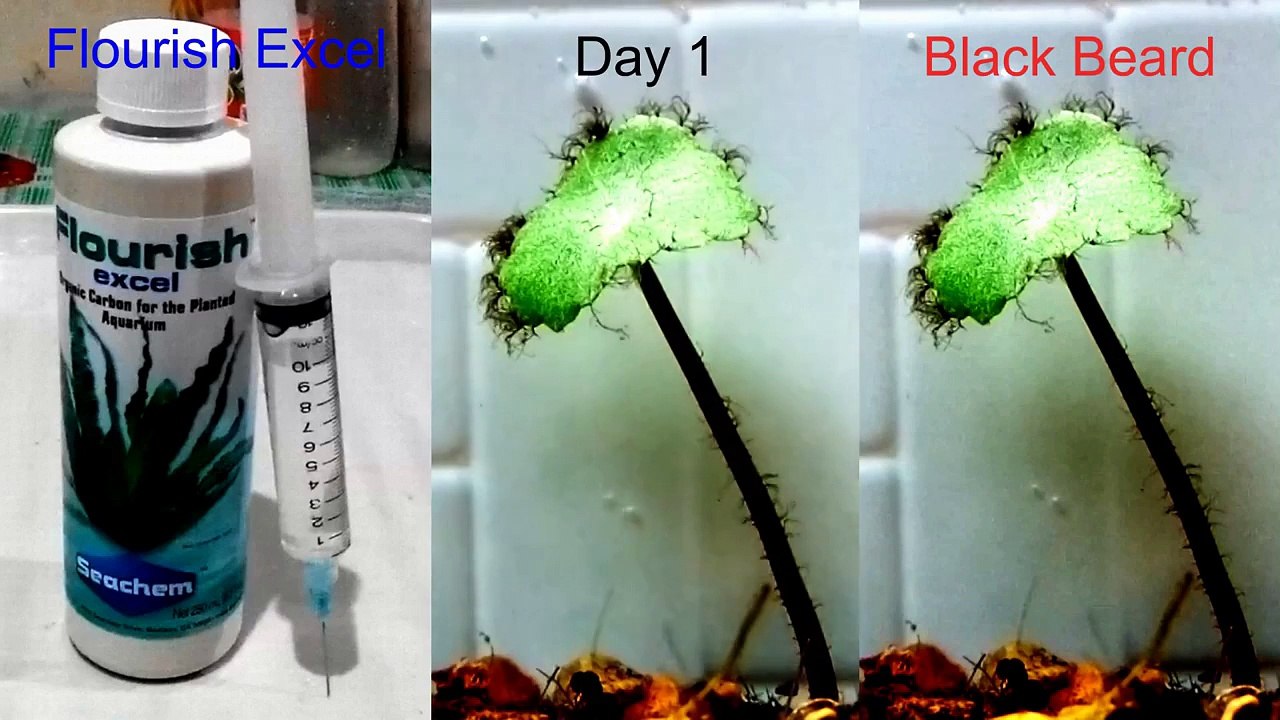 017: Flourish Excel vs. Black Beard Algae