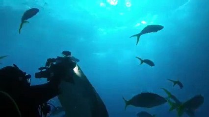 Un requin tigre vole une caméra