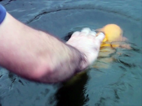 Ce poisson joue comme un chien... Va chercher!!!!