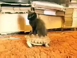 They See Me Rollin (Original)