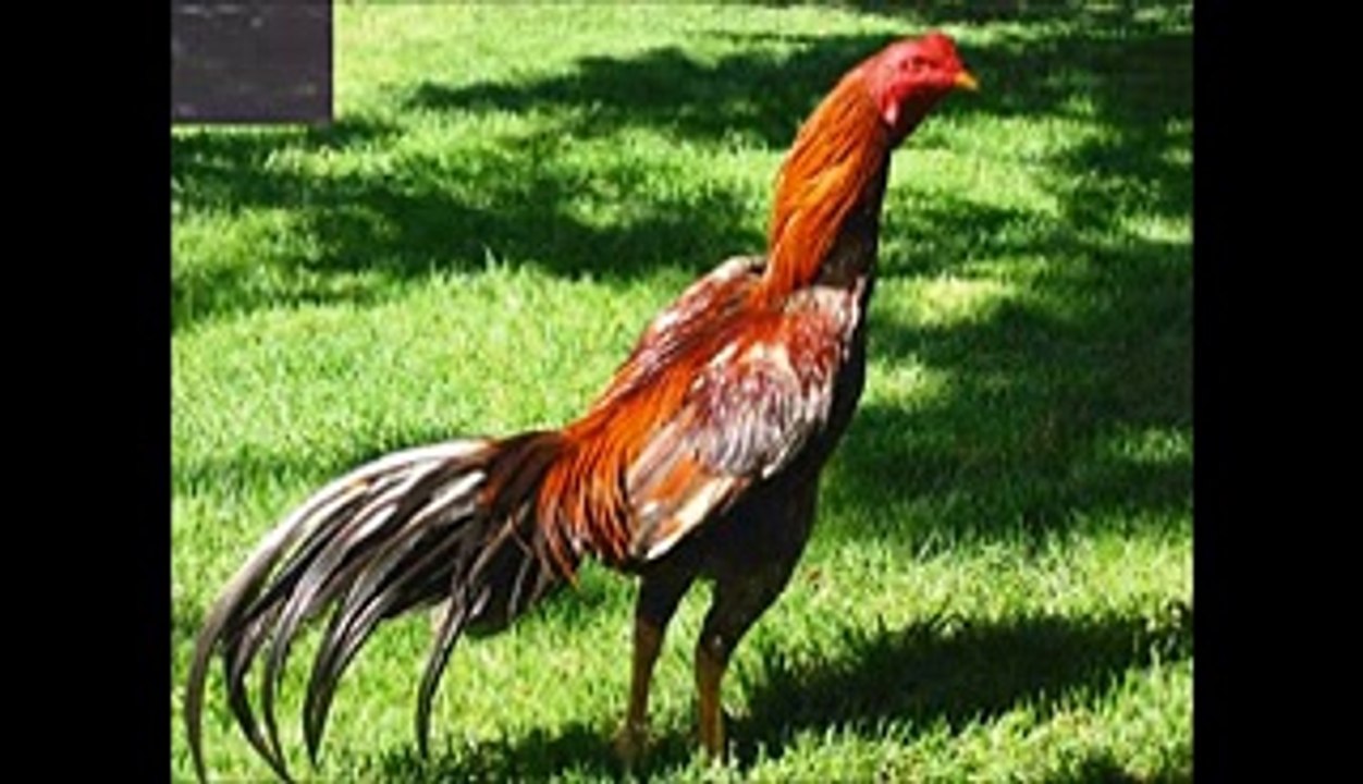 Aseel Chickens!