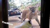 House cat doesn't give a crap about Mountain Lion