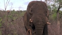 Elephant bull feeding 31 Oct 2013