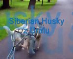 Siberian husky mushing