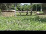 Aversa (CE) - Il Parco Grassia in preda alle erbacce (20.06.15)