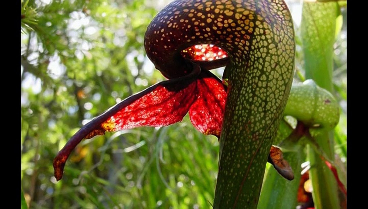 Top 10 Deadly and scary Carnivorous Plants That Eats