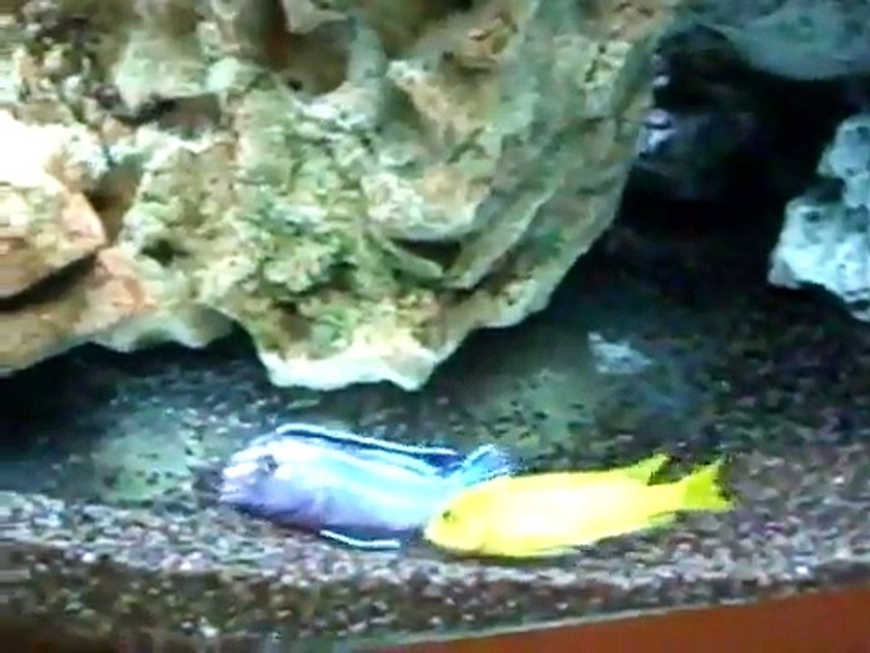 reproduction des melanochromis johanni