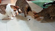 Funny Cats react to a beetle (gatti divertenti)