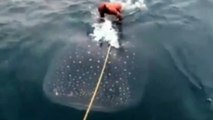 Men who 'surfed' on wild whale shark 'should be prosecuted'