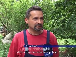 Kozari iz Tande, 22. jun 2015. (RTV Bor)