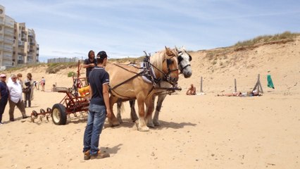 La plage entretenue grâce aux chevaux