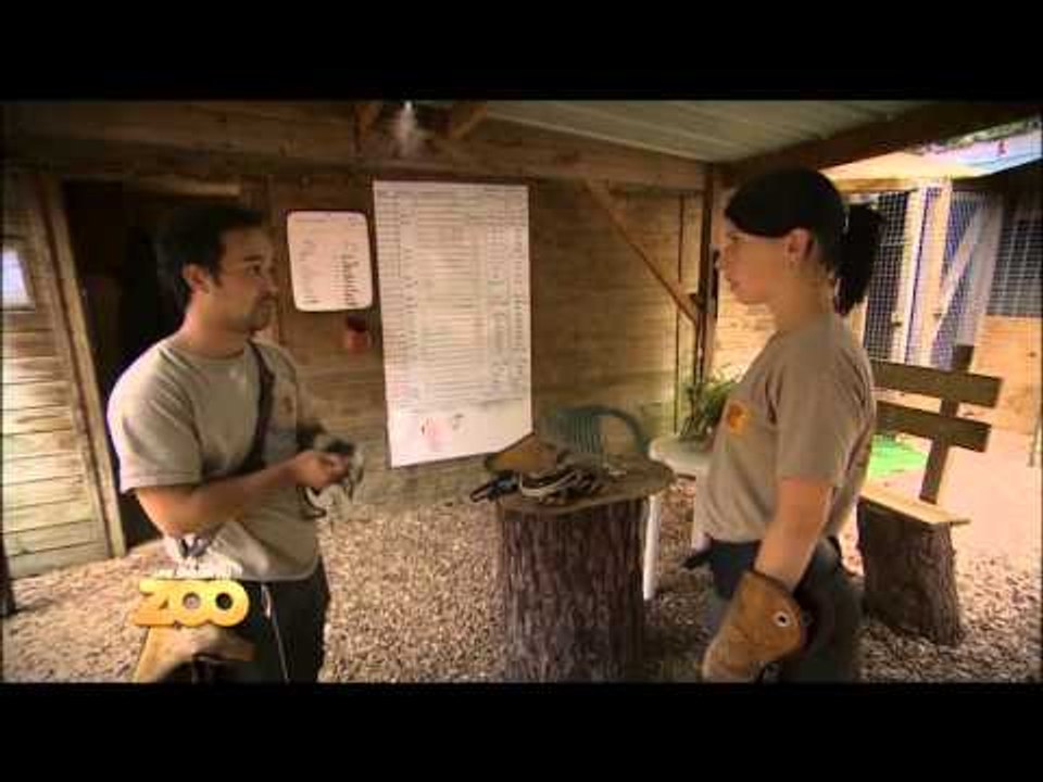 Une saison au zoo - Episode 11 (Saison 2)