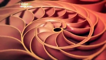 FİBONACCİ SAYISI VE DOĞADAKİ İLGİNÇ KULLANIMLARI