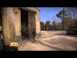 Une saison au zoo - Episode 21 (Saison 3)