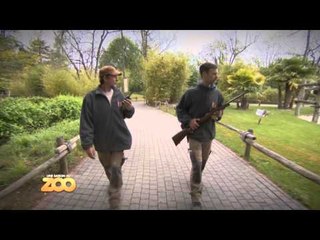 Une saison au zoo - Episode 45 (Saison 3)