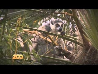 Une saison au zoo - Episode 23 (Saison 3)