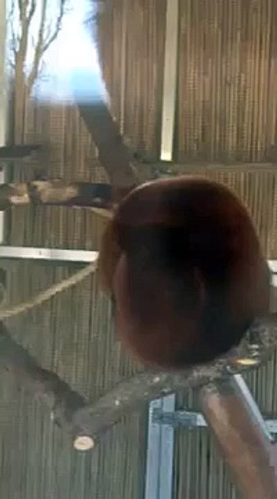 Weird wild animal monkey