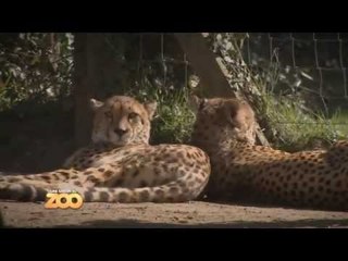 Une saison au zoo - Episode 11 (Saison 3)