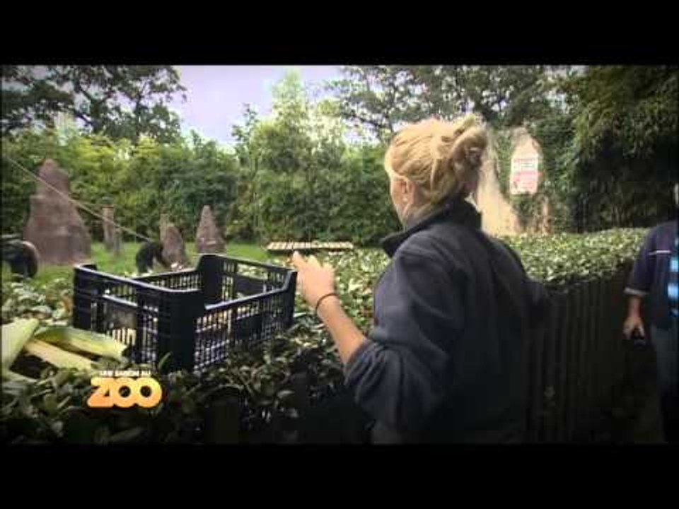 Une saison au zoo - Episode 28 (Saison 2)