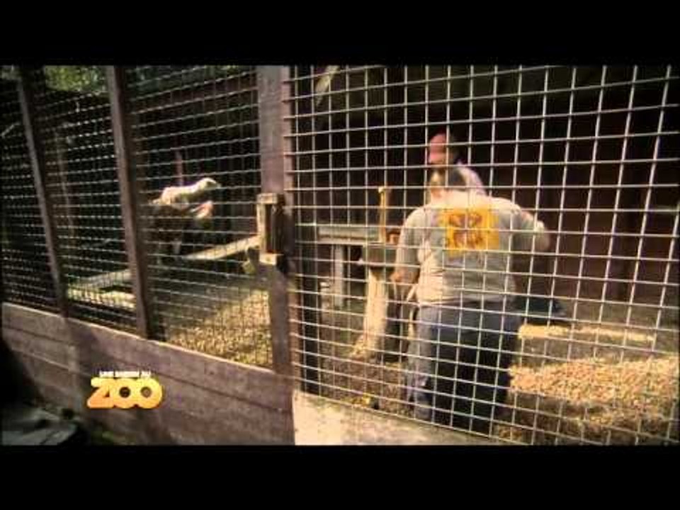 Une saison au zoo - Episode 29 (Saison 2)