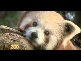 Une saison au zoo - Episode 27 (Saison 2)