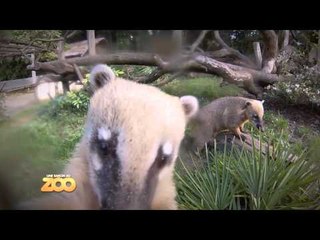 Vidéos de Une saison au zoo - Dailymotion