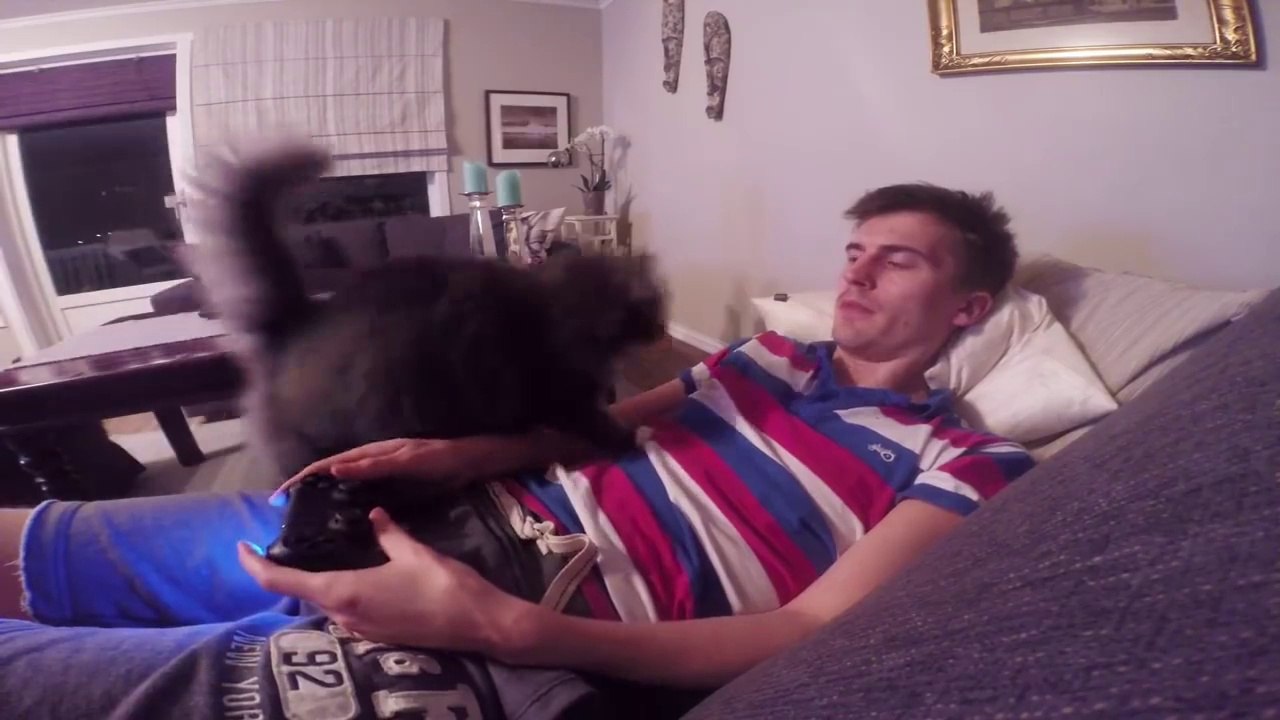 Sevimli tontiş kedi sahibinin oyun oynayıp tablette takılmasına bir türlü müsaade etmeyip sürekli ilgi bekliyor :)