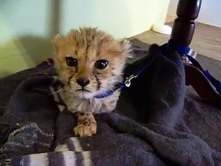 Un bébé guépard qui miaule, oui c'est au-delà du mignon