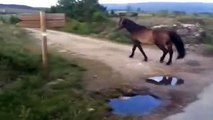 Paseando con caballos salvajes- Doma Natural Galicia