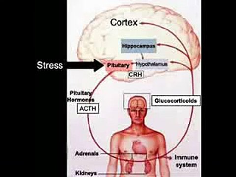 ESTRES, COLESTEROL Y TRIGLICERIDOS