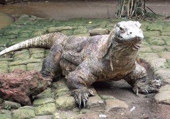 Komodo Ejderi Kuşu Yedi