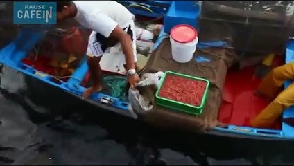 Cet enfant s'amuse et nourrit une Raie Manta géante