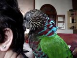 Pet Parrot Bites Ear