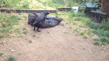 Hilarious puppy practices his dive-bombs