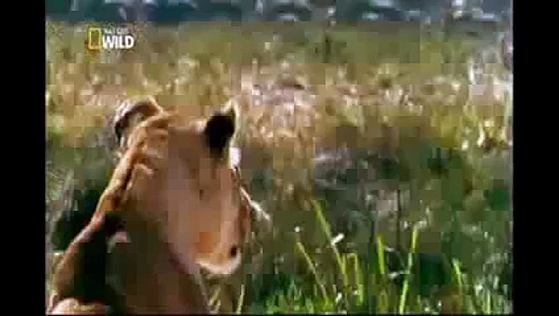 ⁣wild life Documentary Animal Attack Planet Wildlife Animals Fighting # P3 1080p