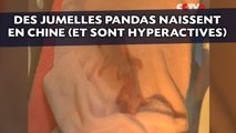 Des jumelles pandas hyperactives naissent en Chine