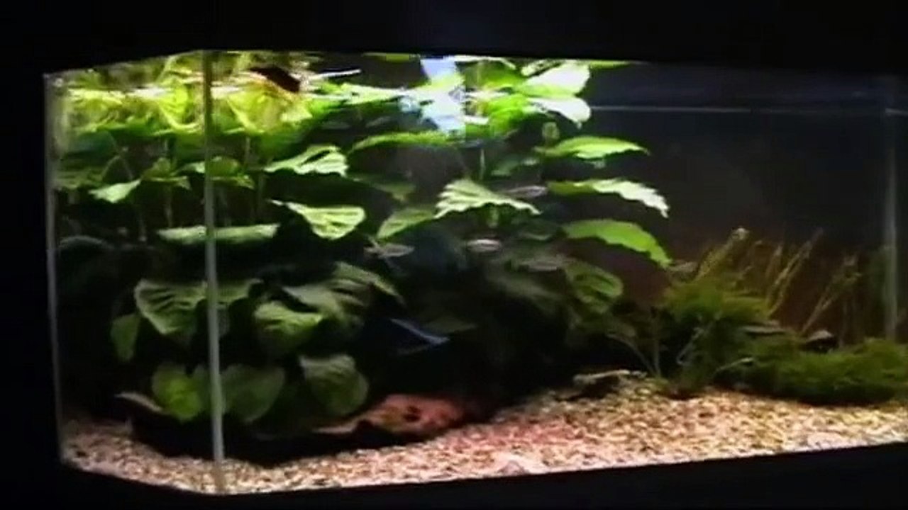 My Pufferfish attacks my finger
