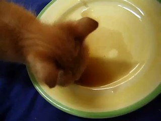 Foster Kitten Tastes Diet Coke