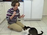 Clicker training for cats