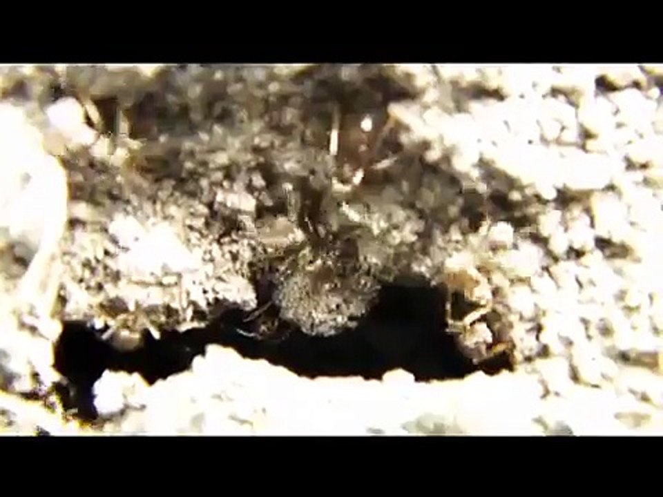 Lasius niger - Черный садовый муравей