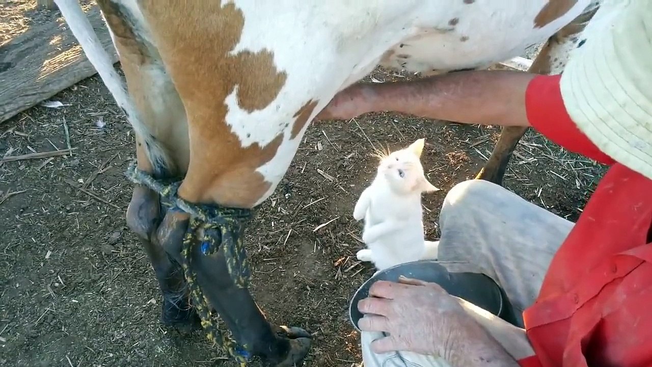 Funny Cat Drinking Milk of Cow video Dailymotion