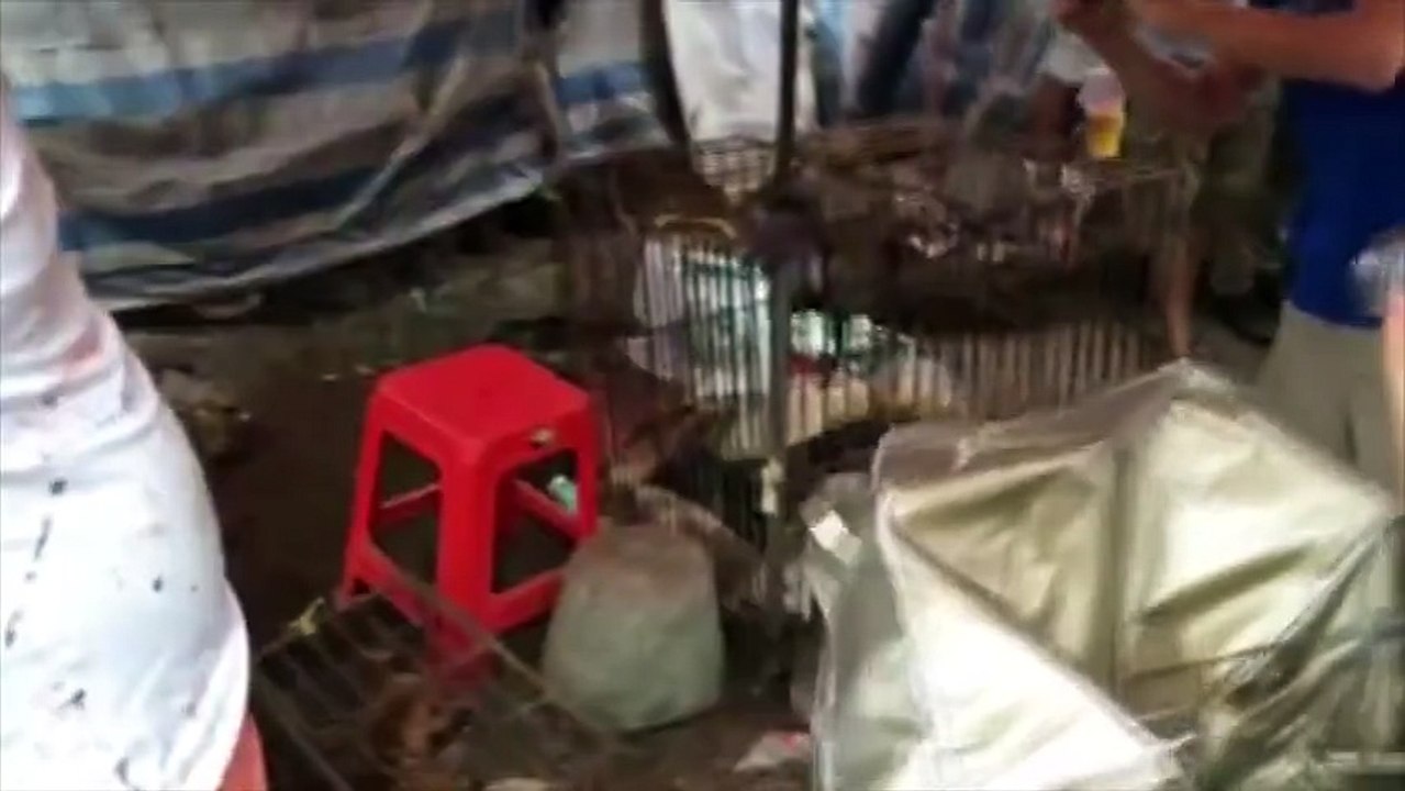 50.000 chiens et chats mangés lors d’un festival du solstice en Chine