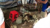 50.000 chiens et chats mangés lors d’un festival du solstice en Chine