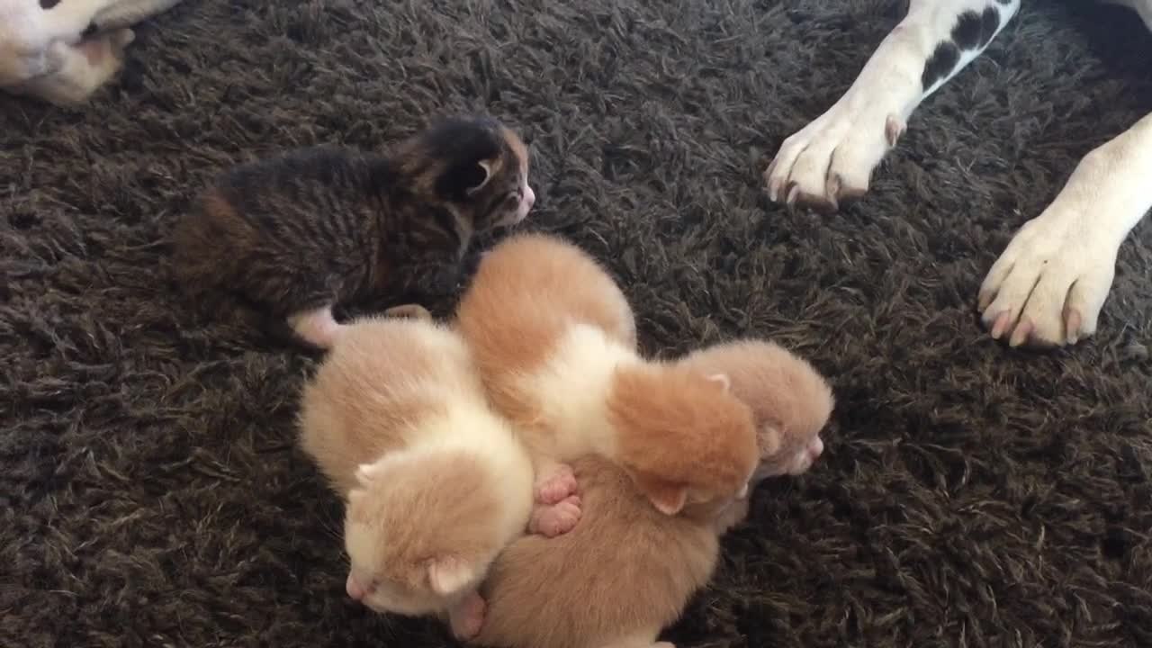 Tiny kitten cuddles with friendly Dalmatian