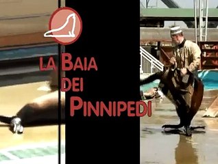 ZOOMARINE - La Baia dei Pinnipedi TOUR