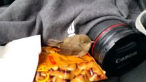 Man saves a wedged birdie. Warning extremely heart-warming!