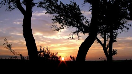 Pájaros Cantores Al Amanecer