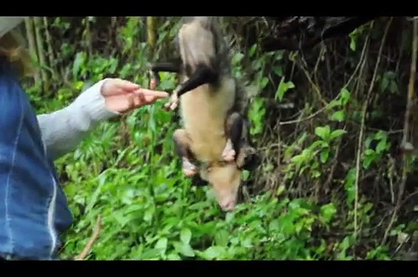 Liberación de rabipelado y su bebé / opossum liberation, Didelphis marsupialis